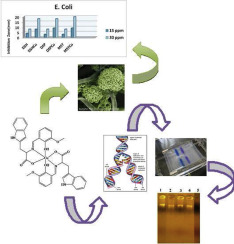 Synthesis, structure elucidation, biological screening, molecular modeling and DNA binding of some Cu(II) chelates incorporating imines derived from amino acids