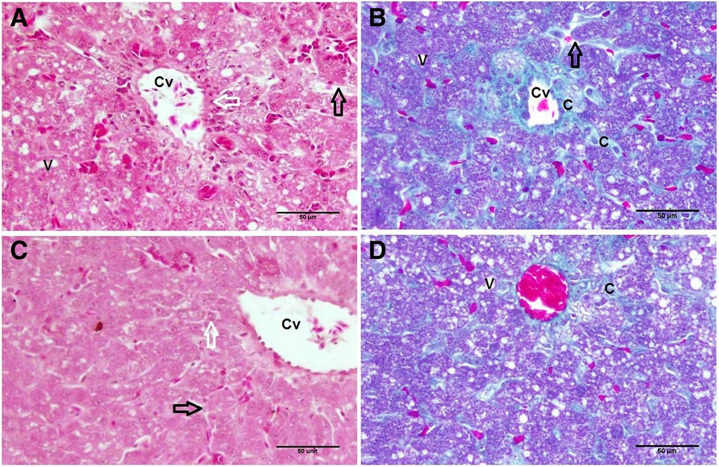 Behavioral, hepato-morphological, and biochemical studies on the possible protective effect of black seed and water bath against change-mediated heat stress on pigeon