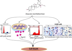 Oleanolic acid methyl ester, a novel cytotoxic mitocan, induces cell cycle arrest and ROS-Mediated cell death in castration-resistant prostate cancer PC-3 cells