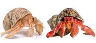 Effect of geographic location and sexual dimorphism on shield shape of the Red Sea hermit crab Clibanarius signatus using geometric morphometric approach.