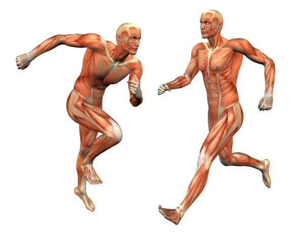 القوة العضلية تكون من خلال عملية الانقباض العضلي الإرادي