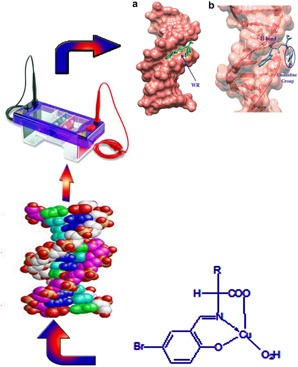 Tailoring, physicochemical characterization, antibacterial and DNA binding mode studies of Cu(II) Schiff bases amino acid bioactive agents incorporating 5-bromo-2-hydroxybenzaldehyde