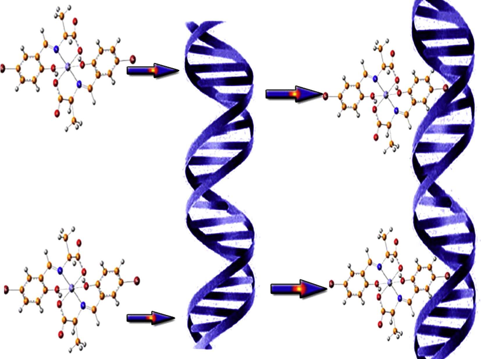 DNA binding ability mode, spectroscopic studies, hydrophobicity, and in vitro antibacterial evaluation of some new Fe(II) complexes bearing ONO donors amino acid Schiff bases