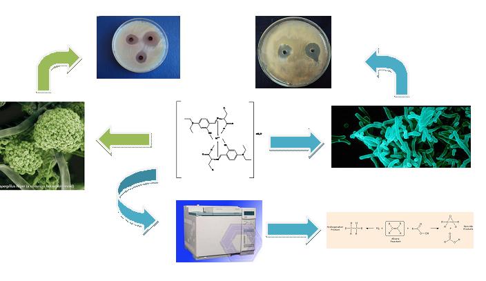Complexation of Schiff bases incorporating of Salicylaldehyde Derivatives and Amino Acids to Copper(II) as an effective strategy for antimicrobial activity improvement, DNA Interaction and catalytic activity