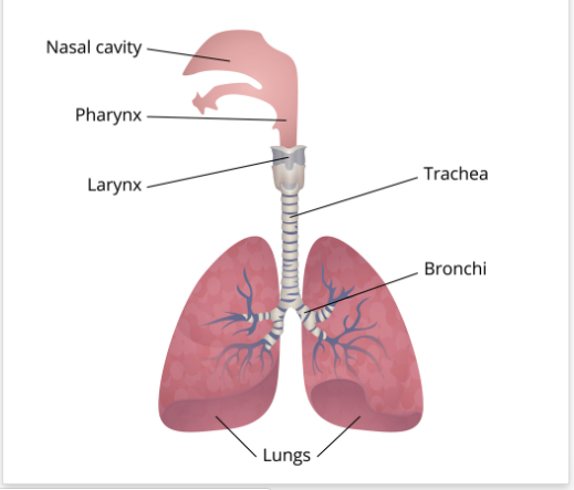 Respiratory system