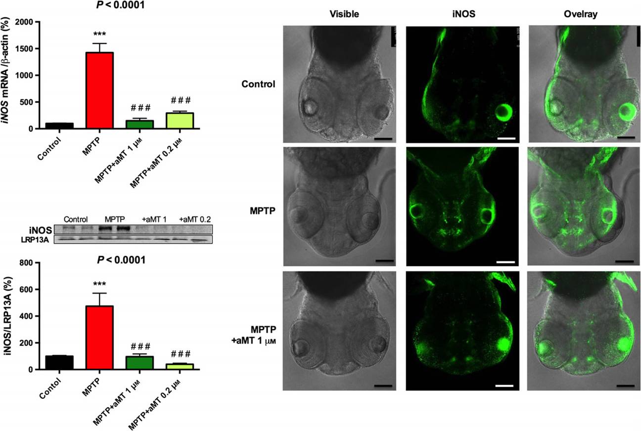 Melatonin rescues zebrafish embryos from the parkinsonian phenotype restoring the parkin/PINK1/DJ-1/MUL1 network