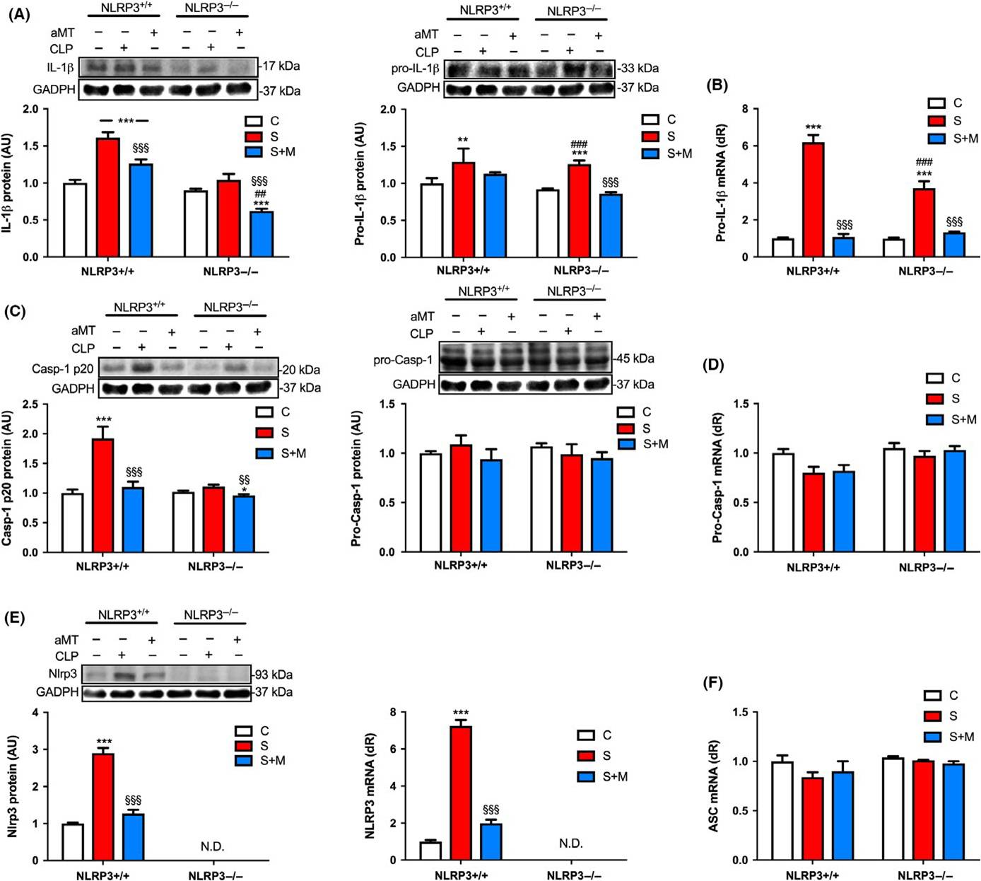 Melatonin administration to wild-type mice and nontreated NLRP3 mutant mice share similar inhibition of the inflammatory response during sepsis