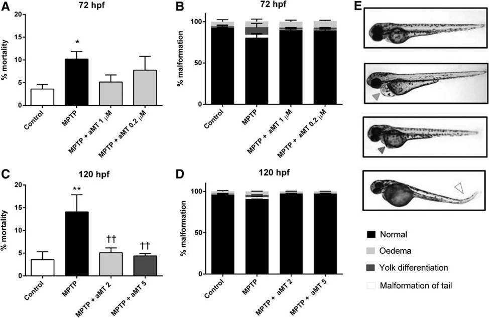 In Vivo Determination of Mitochondrial Respiration in 1-Methyl-4-Phenyl-1,2,3,6-Tetrahydropyridine-Treated Zebrafish Reveals the Efficacy of Melatonin in Restoring Mitochondrial Normalcy