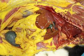 Mycological Investigations in Beef and Chicken Luncheon
