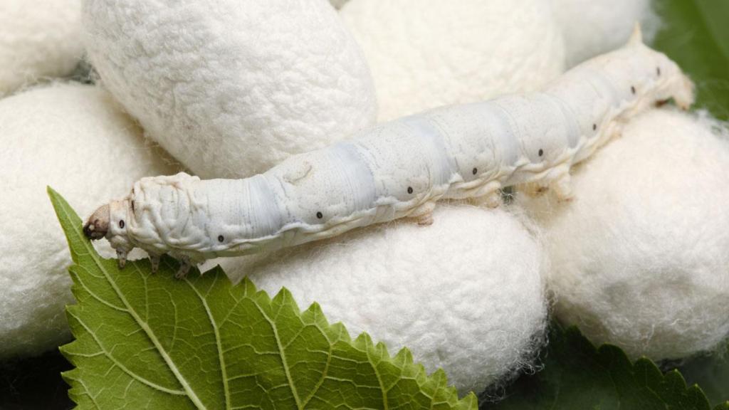 Influence of Certain Additives to Mulberry Leaves to Enhance the Economic Parameters of Silkworm, Bombyx mori L. (Lepidoptera : Bombycidae).