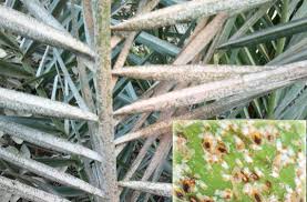 CLIMATE CHANGE IMPACT ON POPULATION DENSITY OF PARLATORIA DATE SCALE INSECT, PARLATORIA BLANCHARDII INFESTING DATE PALM TREES IN LUXOR GOVERNORATE, EGYPT