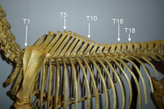 What is the main features of thoracic vertebra?