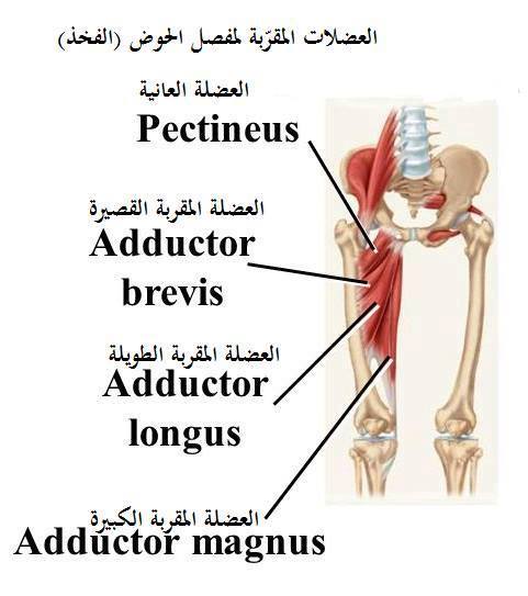 Adductors Muscles Rupture