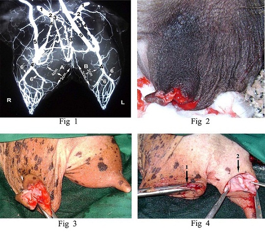 Treatment of irreparable full-thickness teat laceration in goats by connecting gland cisterns