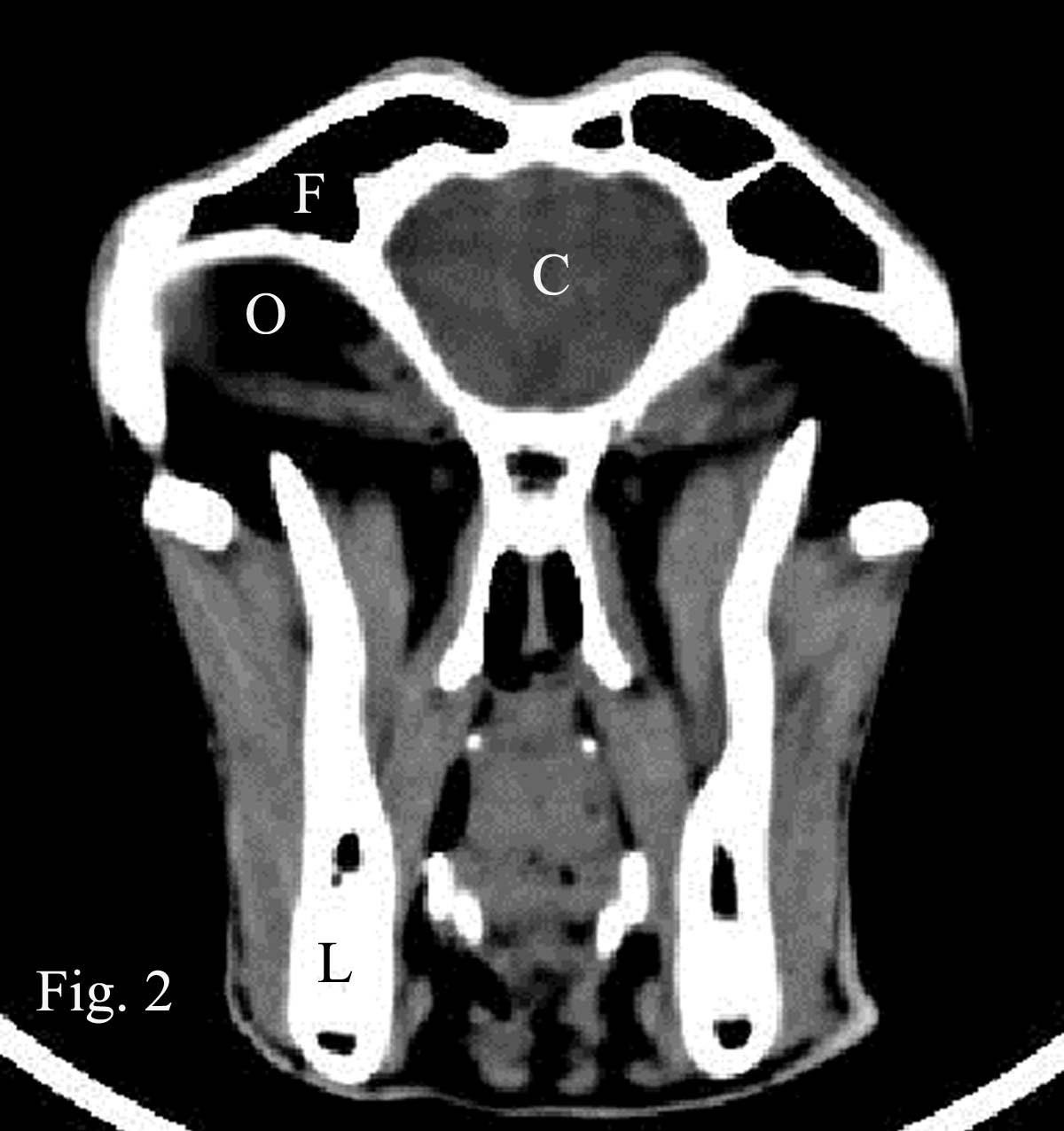 Computed tomographic anatomy  and dissection anatomy of the frontal and maxillary sinuses in native Egyptian goats