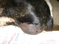 Comparison between urethrostomy and penile resection for treatment of congenital urethral dilatation in calves