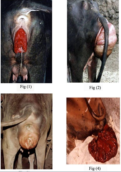 Evaluation of a modified surgical technique for correction of vaginal and uterine prolapse in bovine